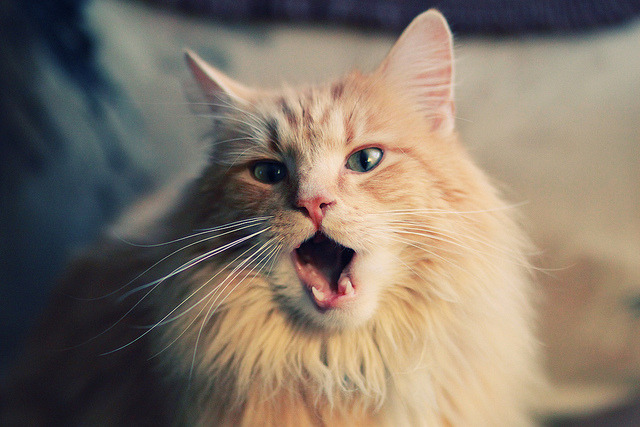 东契奇数据爆表独行侠西部格局大变，东契奇19分7失误 独行侠惨败76人